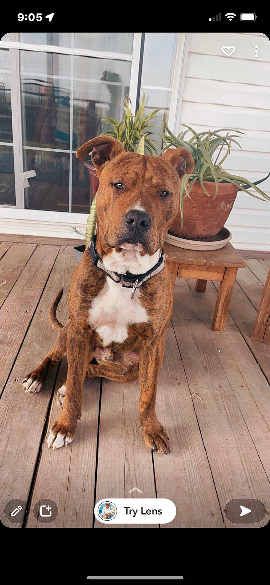 Creed is registered to the contest to win money with this photo: canidae, carnivore, collar, companion_dog, dog, dog_breed, dog_collar, fawn, flooring, flowerpot, hardwood, houseplant, liver, pet_supply, plant, snout, sporting_group, tail, wood, working_animal
