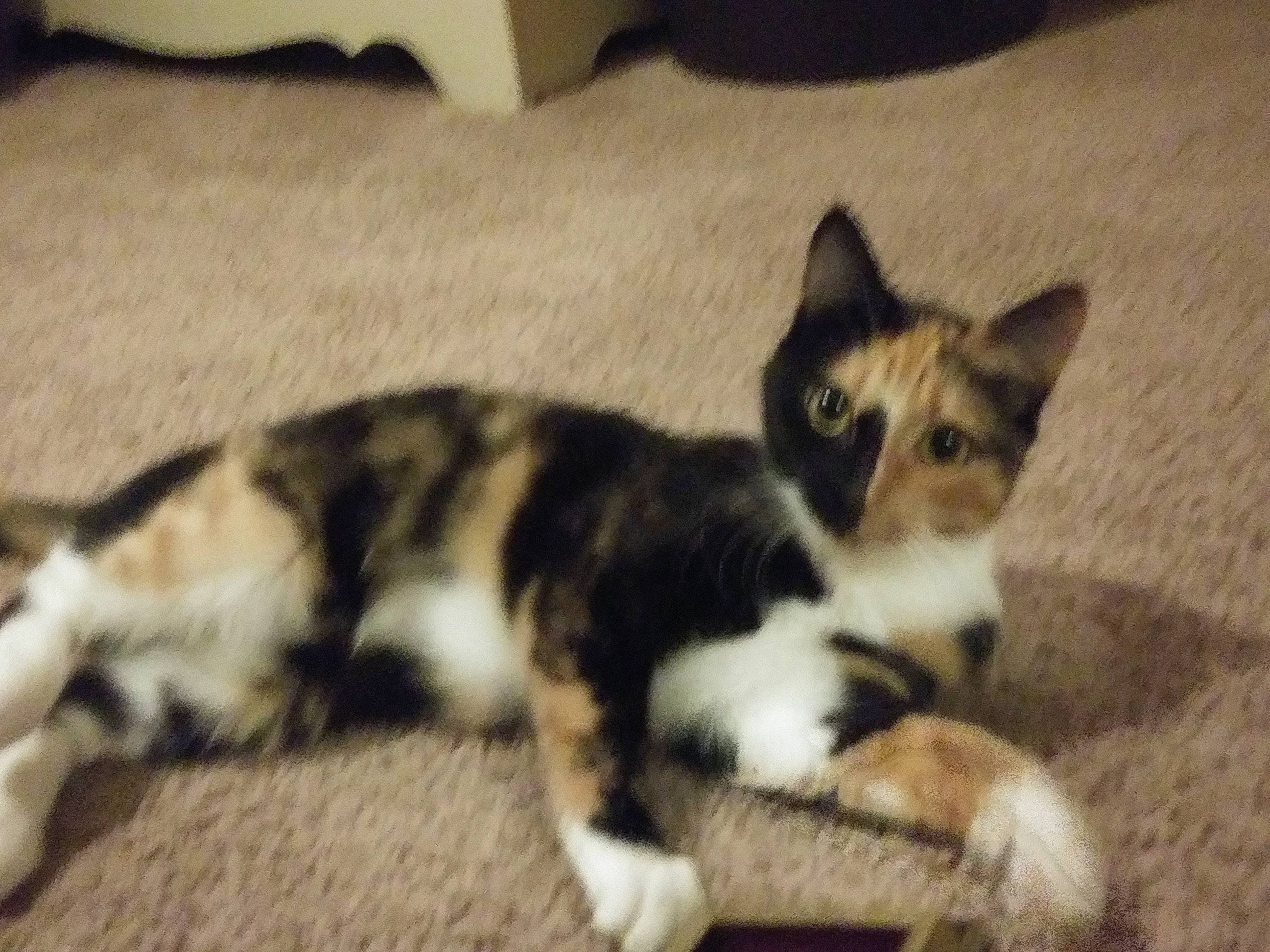 Luna joined the competition — help win amazing prizes! carnivore, cat, claw, comfort, domestic_short_haired_cat, felidae, fur, paw, small_to_medium_sized_cats, tail, terrestrial_animal, whiskers