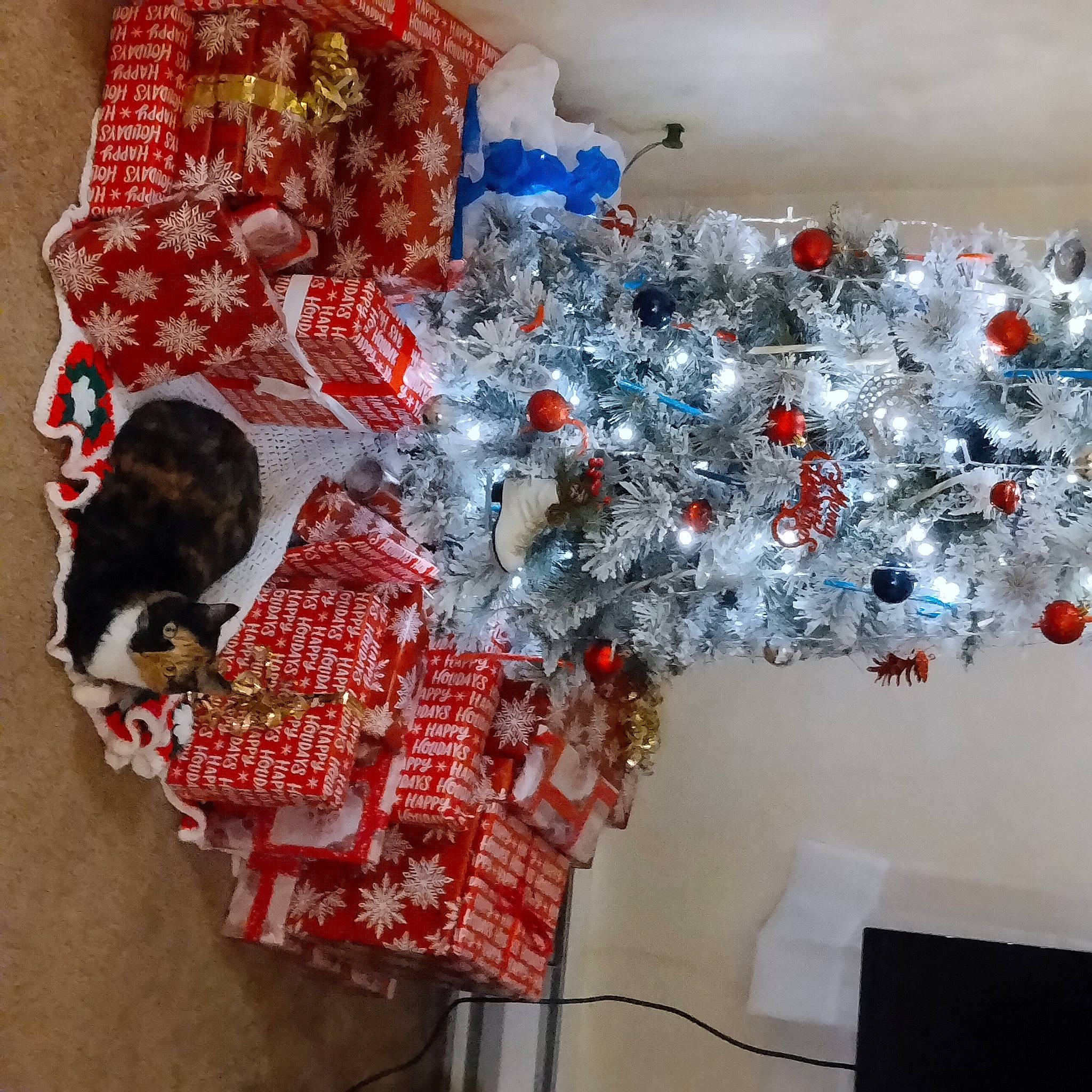 Luna is registered to the contest to win money with this photo: carmine, christmas, christmas_decoration, christmas_eve, christmas_ornament, christmas_tree, event, fashion_accessory, holiday, holiday_ornament, interior_design, ornament, pattern, plastic, product, room, small_to_medium_sized_cats, textile, tree, winter