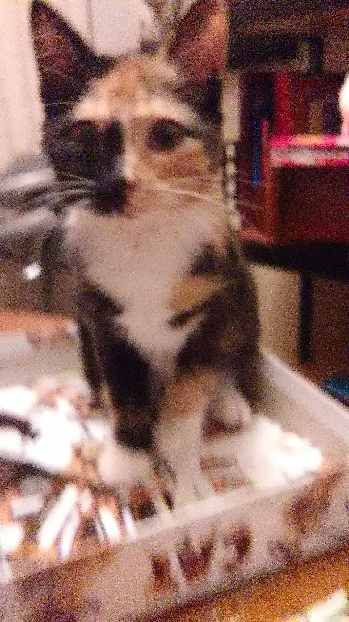 Luna joined the competition — help win amazing prizes! carnivore, cat, domestic_short_haired_cat, felidae, fur, light, pet_supply, small_to_medium_sized_cats, snout, tail, terrestrial_animal, whiskers, wildlife, wood