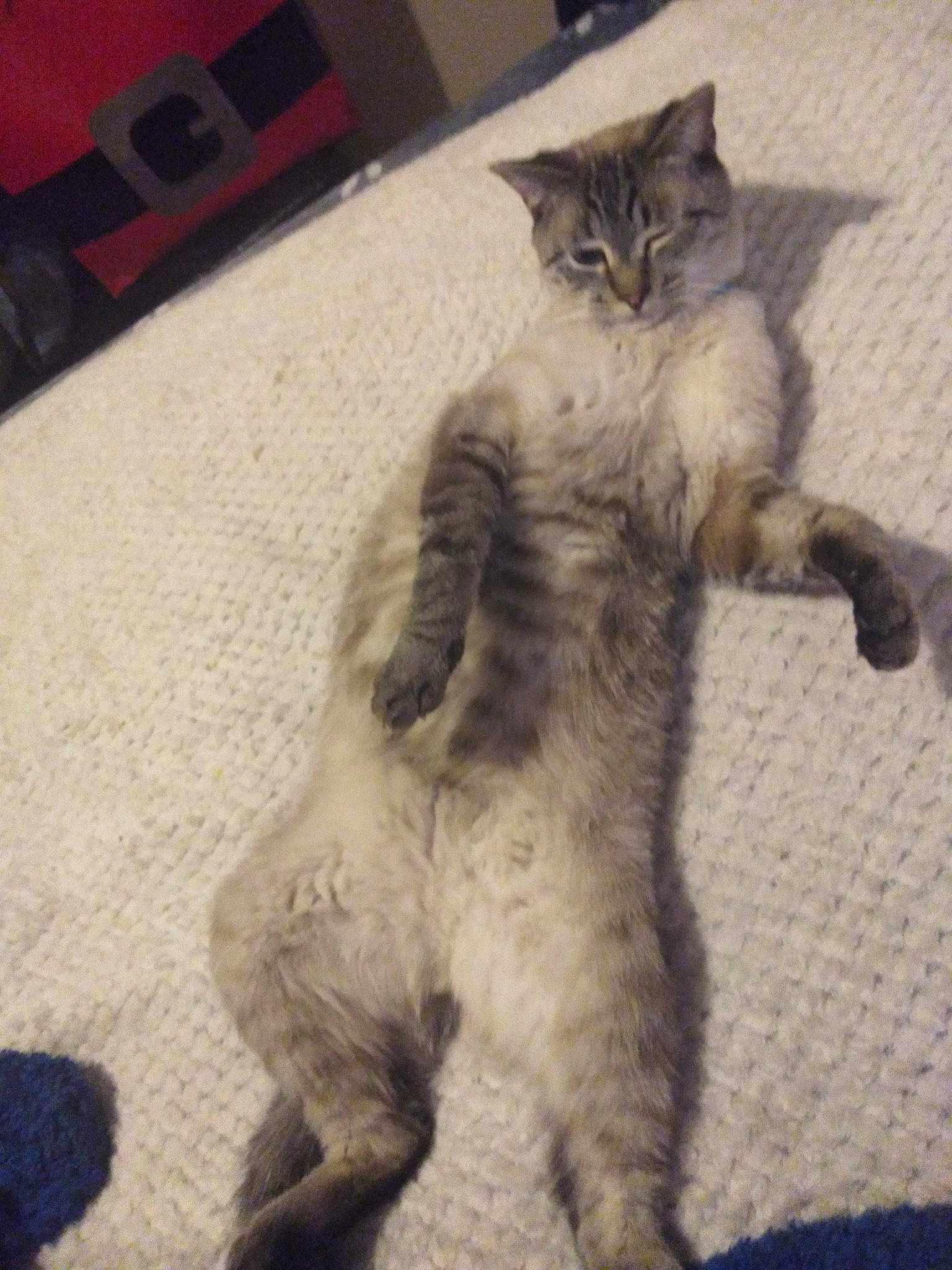 Luca is registered to the contest to win money with this photo: carnivore, cat, cat_toy, claw, domestic_short_haired_cat, felidae, flooring, fur, grey, mammal, metal, paw, sitting, small_to_medium_sized_cats, snout, tail, whiskers