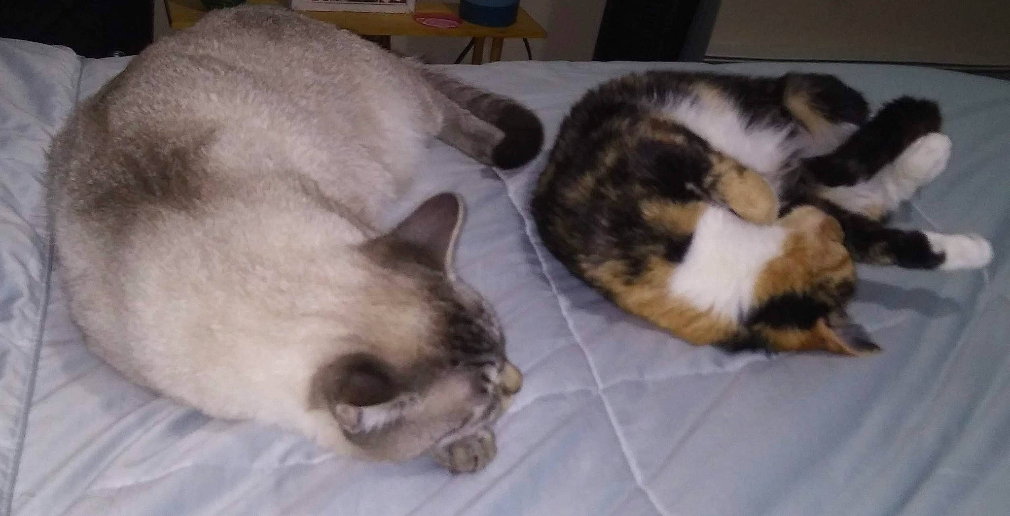 Luca is registered to the contest to win money with this photo: balinese, birman, carnivore, cat, claw, comfort, domestic_short_haired_cat, fawn, felidae, fur, hardwood, nap, paw, siamese, small_to_medium_sized_cats, snout, tail, thai, whiskers