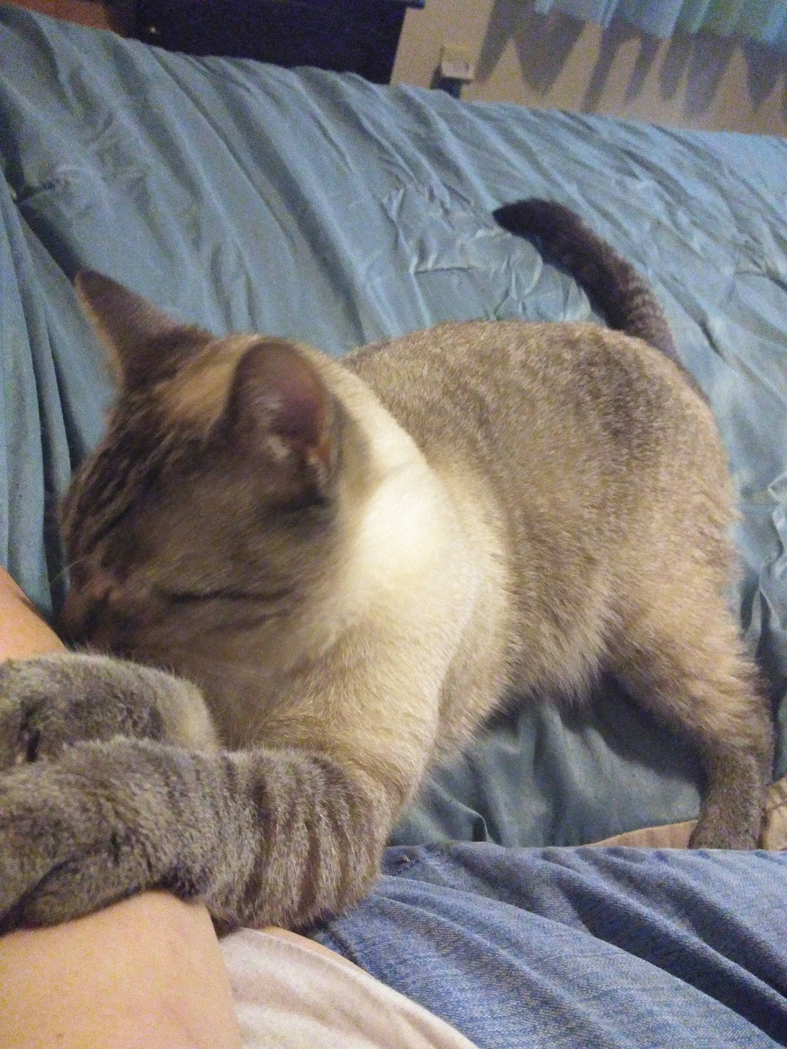 Luca is registered to the contest to win money with this photo: balinese, carnivore, cat, claw, comfort, domestic_short_haired_cat, fawn, felidae, foot, fur, human_leg, linens, nap, paw, siamese, sleep, small_to_medium_sized_cats, snout, tail, whiskers