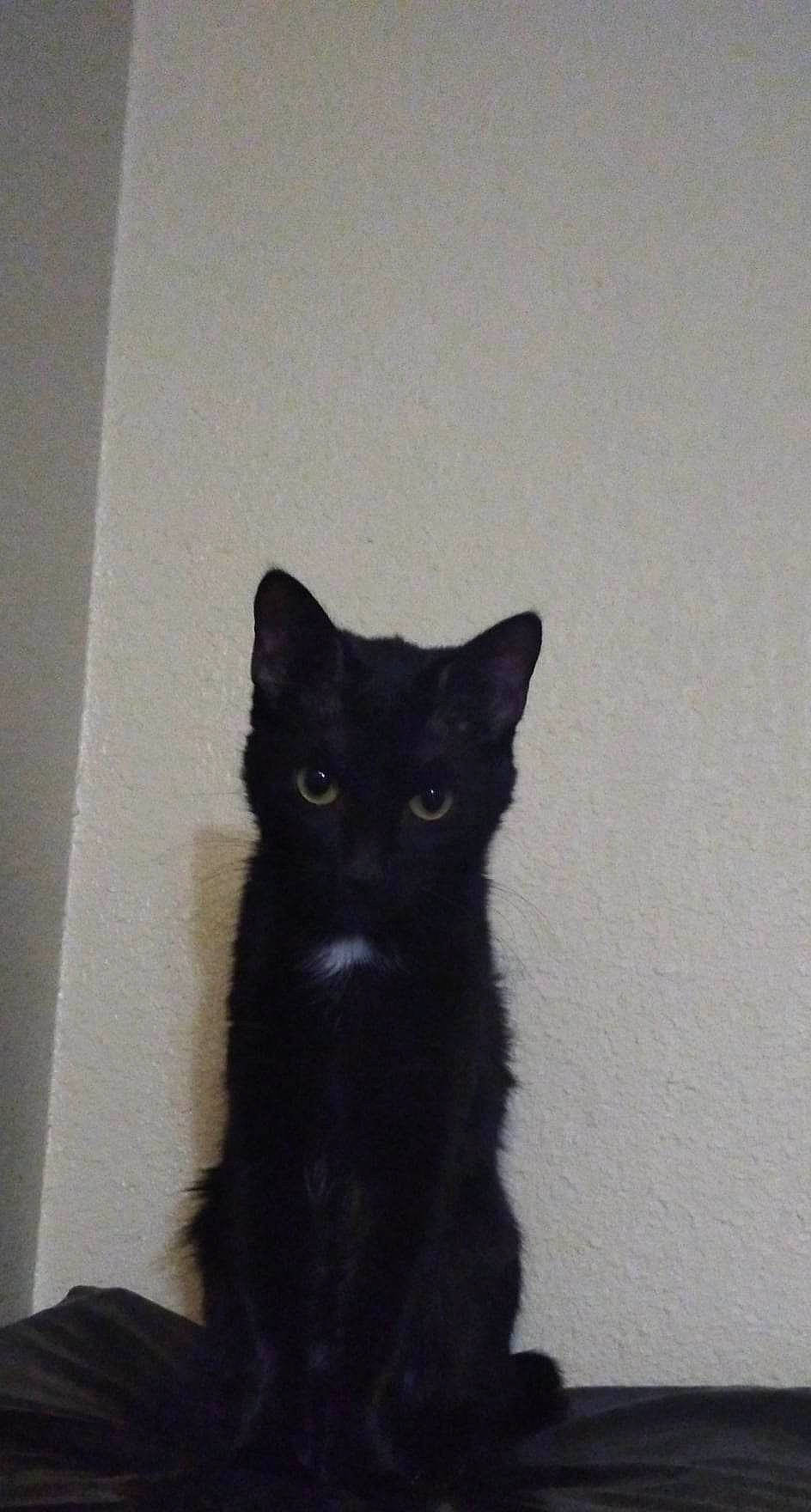 Lucky is registered to the contest to win money with this photo: black_cat, carnivore, cat, claw, domestic_short_haired_cat, felidae, fur, small_to_medium_sized_cats, snout, tail, terrestrial_animal, whiskers