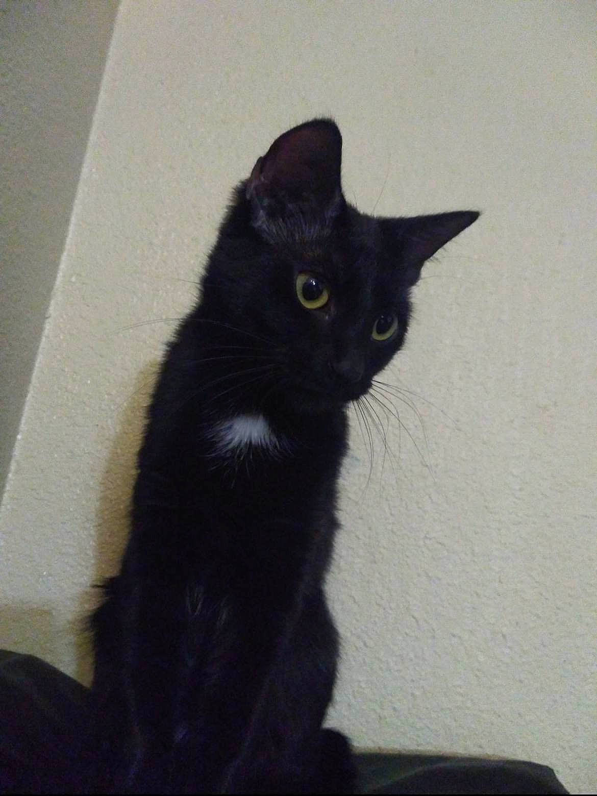 Lucky joined the competition — help win amazing prizes! black_cat, bombay, carnivore, cat, claw, domestic_short_haired_cat, felidae, fur, grey, paw, shadow, small_to_medium_sized_cats, snout, tail, terrestrial_animal, whiskers, window