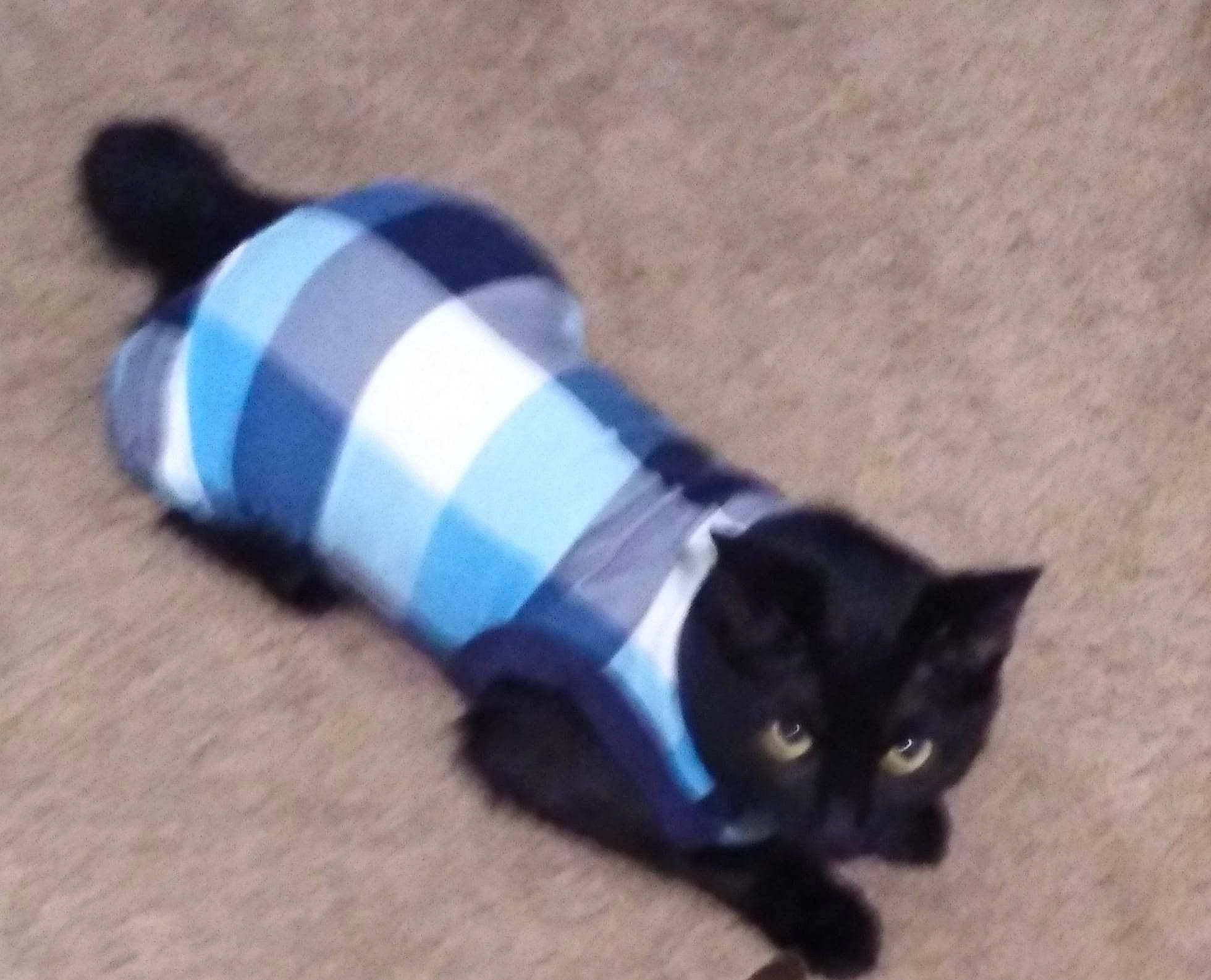 Lucky joined the competition — help win amazing prizes! baby_toddler_clothing, black_cat, bombay, carnivore, cat, cat_supply, domestic_short_haired_cat, electric_blue, fashion_accessory, felidae, fur, pattern, sleeve, small_to_medium_sized_cats, snout, tail, terrestrial_animal, whiskers, woolen