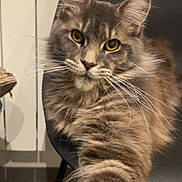 Adela a rejoint le concours — aidez-le/la à gagner de superbes lots ! cat, tabby, gray_cat, yellow_eyes, fluffy, pet, indoor, chair, stretching_paw, close_up, feline, whiskers, fur, curious, animal, domestic_cat, portrait, looking_at_camera, household, cute