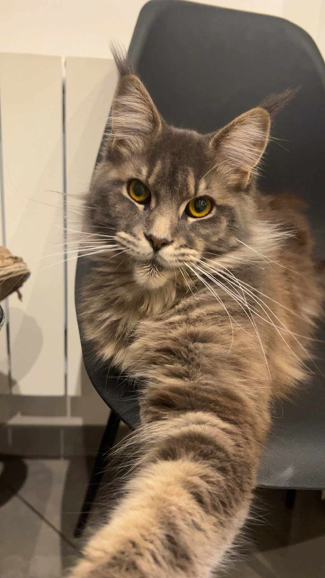 Adela a rejoint le concours — aidez-le/la à gagner de superbes lots ! cat, tabby, gray_cat, yellow_eyes, fluffy, pet, indoor, chair, stretching_paw, close_up, feline, whiskers, fur, curious, animal, domestic_cat, portrait, looking_at_camera, household, cute