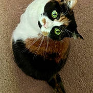 Mamma is registered to the contest to win money with this photo: cat, calico, green_eyes, fur, whiskers, curious, looking_up, pet, animal, indoor, carpet, cute, feline, sitting, portrait, close_up, fur_pattern, domestic_cat, adorable, companion