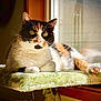 cat, calico_cat, pet, feline, indoor, sunlight, window, resting, soft_texture, green, perch, whiskers, paw, relaxing, animal, domestic_animal, cute, fur, closeup, portrait