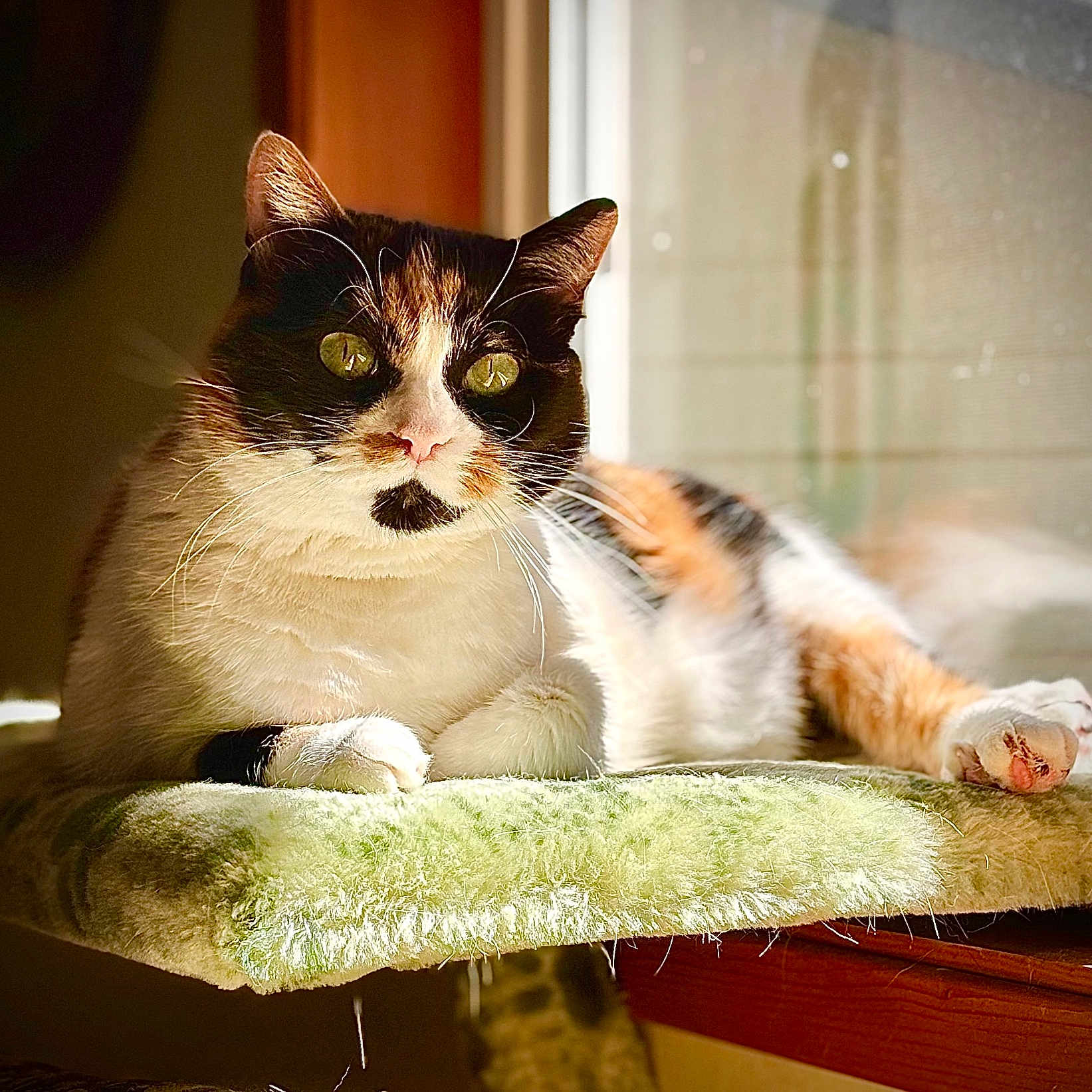 Mamma is registered to the contest to win money with this photo: animal, calico_cat, cat, closeup, cute, domestic_animal, feline, fur, green, indoor, paw, perch, pet, portrait, relaxing, resting, soft_texture, sunlight, whiskers, window