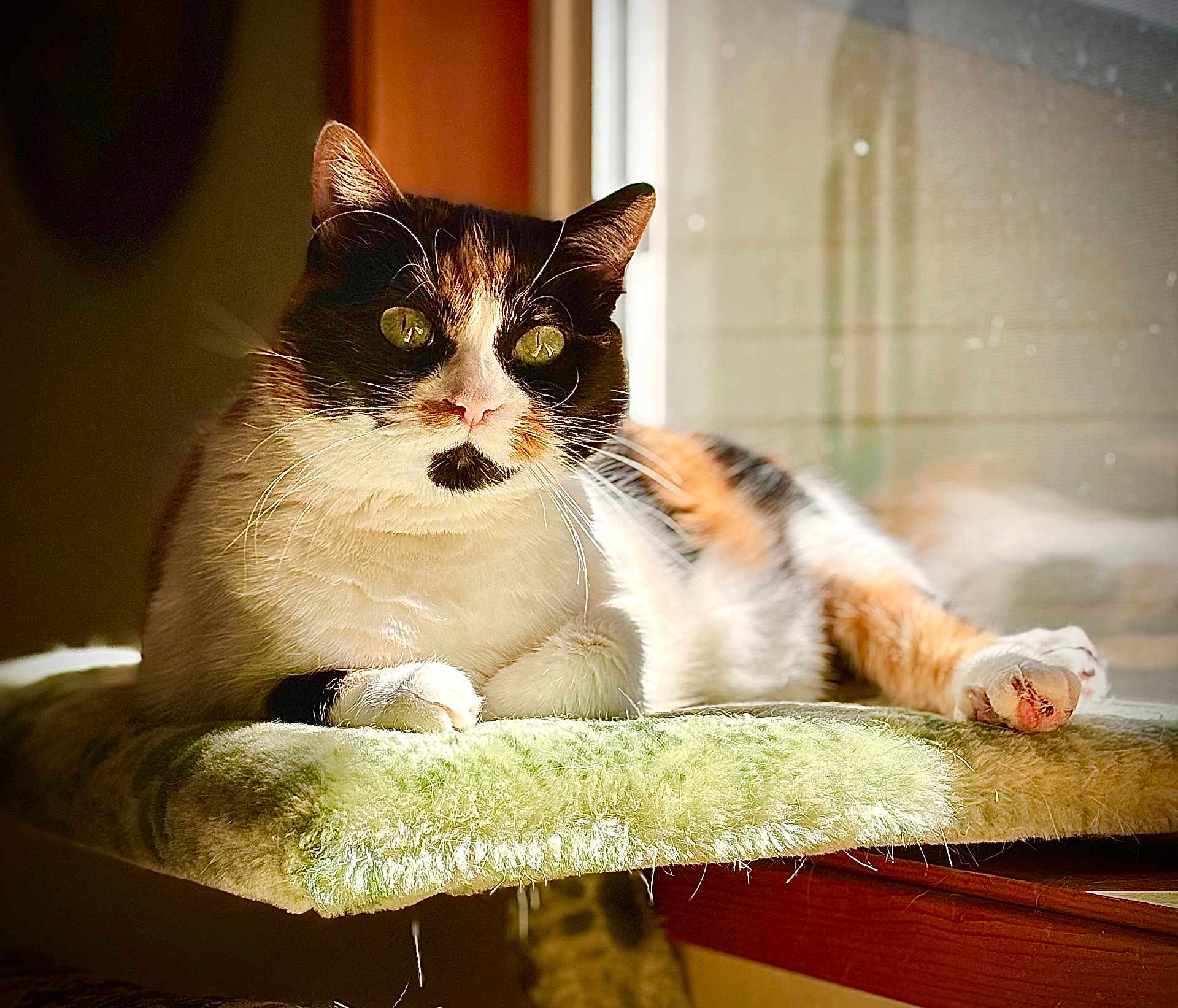 Mamma is registered to the contest to win money with this photo: cat, calico_cat, pet, feline, indoor, sunlight, window, resting, soft_texture, green, perch, whiskers, paw, relaxing, animal, domestic_animal, cute, fur, closeup, portrait