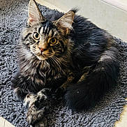 Axyl is registered to the contest to win money with this photo: animal, cat, cozy, crossed_paws, cute, ears, feline, fluffy, fur, home, indoor, looking, pet, portrait, relaxed, rug, tabby, tail, whiskers, yellow_eyes