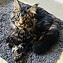 animal, cat, cozy, crossed_paws, cute, ears, feline, fluffy, fur, home, indoor, looking, pet, portrait, relaxed, rug, tabby, tail, whiskers, yellow_eyes