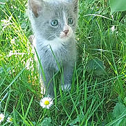Kurama a rejoint le concours — aidez-le/la à gagner de superbes lots ! cat, cute, daisy, eyes, flower, fur, grass, gray_cat, greenery, kitten, leaf, nature, outdoor, pet, plant, small_animal, sunlight, whiskers, white_cat, young_cat