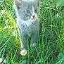cat, cute, daisy, eyes, flower, fur, grass, gray_cat, greenery, kitten, leaf, nature, outdoor, pet, plant, small_animal, sunlight, whiskers, white_cat, young_cat
