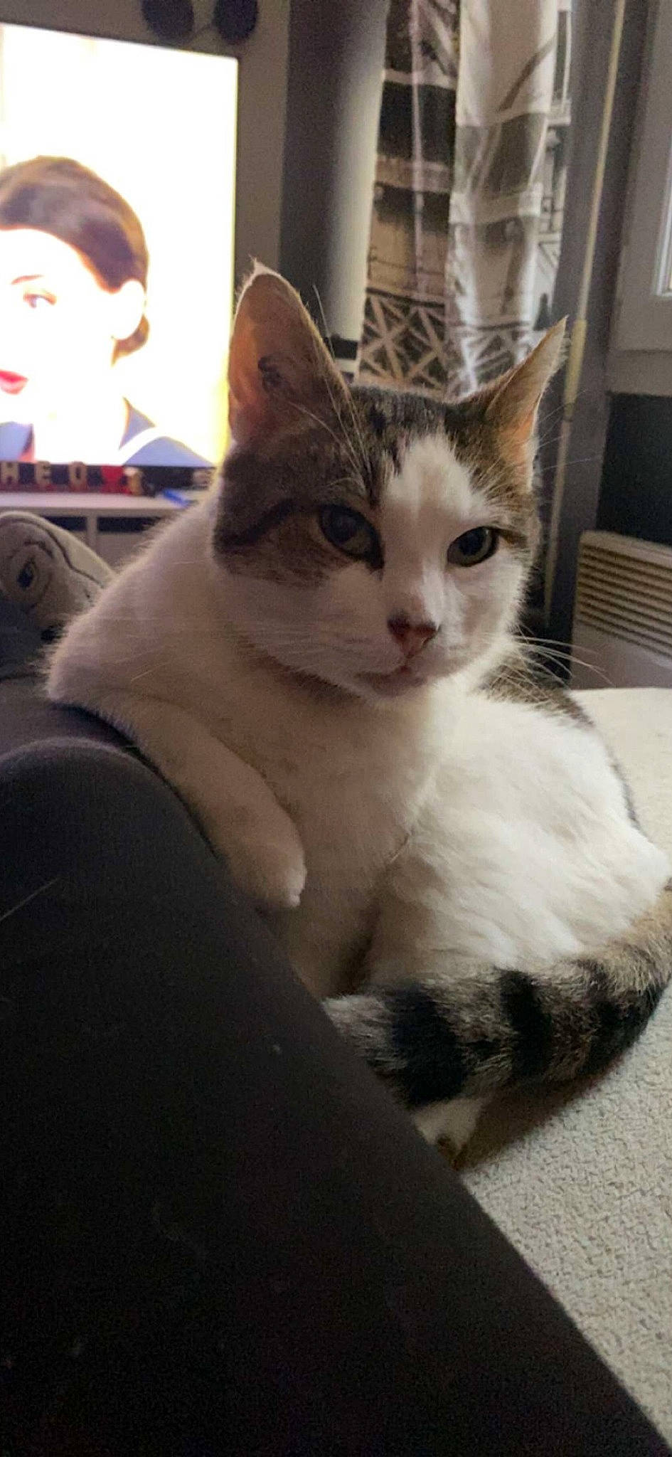 Grimder participe au concours pour gagner de l'argent avec cette photo : carnivore, cat, claw, comfort, domestic_short_haired_cat, ear, felidae, foot, fur, head, iris, paw, sitting, small_to_medium_sized_cats, snout, tail, whiskers