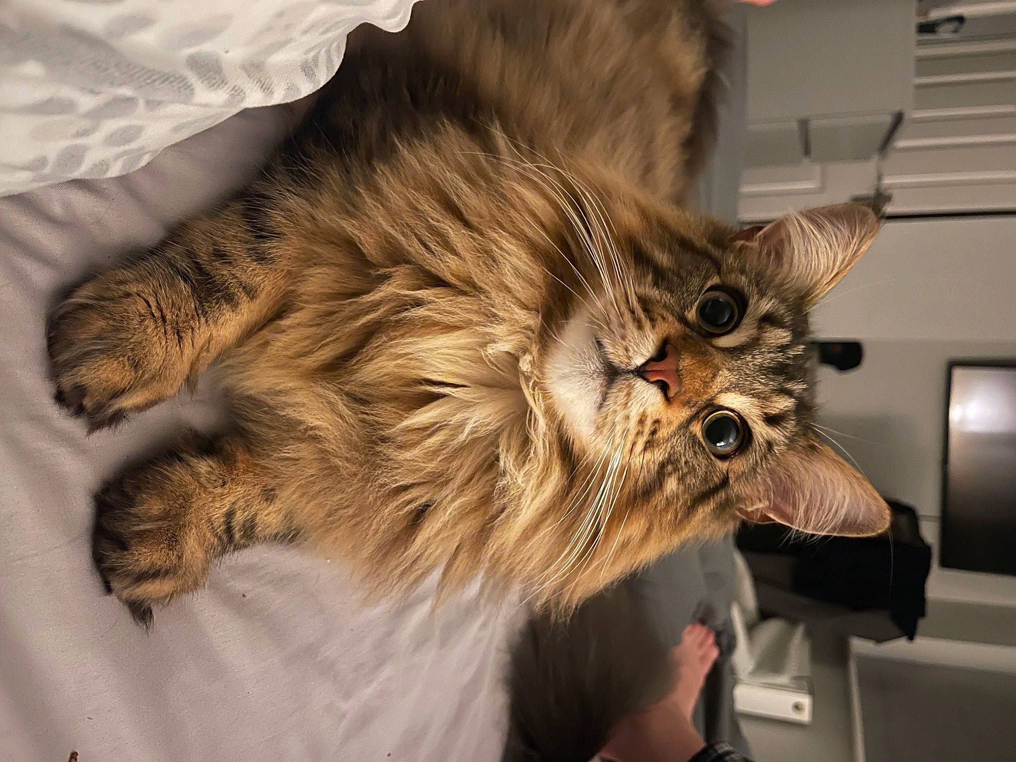 Merlin joined the competition — help win amazing prizes! british_longhair, carnivore, cat, claw, domestic_short_haired_cat, felidae, fur, maine_coon, paw, small_to_medium_sized_cats, snout, tail, terrestrial_animal, whiskers
