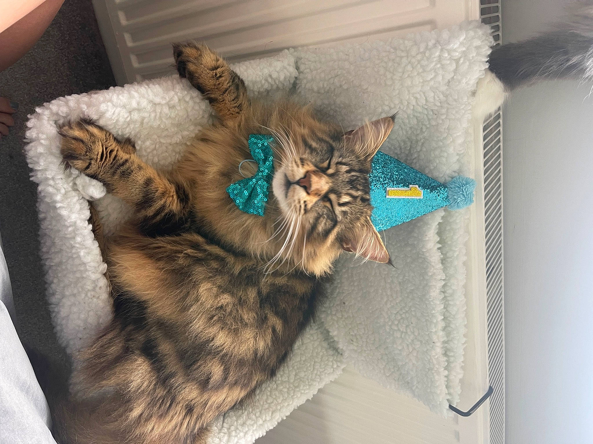 Merlin joined the competition — help win amazing prizes! carnivore, cat, cat_bed, claw, comfort, domestic_short_haired_cat, felidae, fur, paw, small_to_medium_sized_cats, tail, whiskers