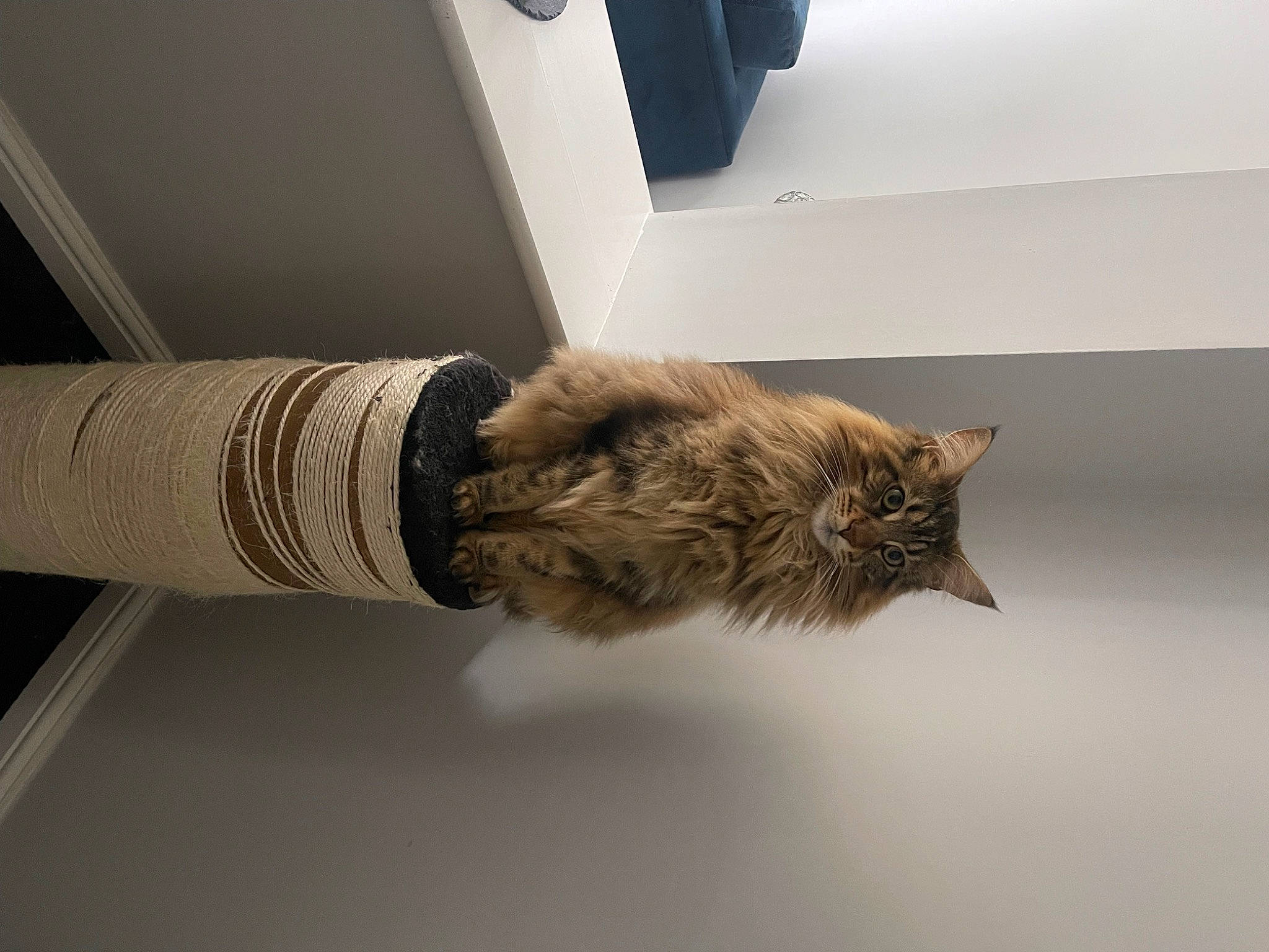 Merlin is registered to the contest to win money with this photo: art, carnivore, cat, comfort, domestic_short_haired_cat, felidae, flooring, fur, hardwood, linens, paper, publication, room, small_to_medium_sized_cats, tail, whiskers, wood