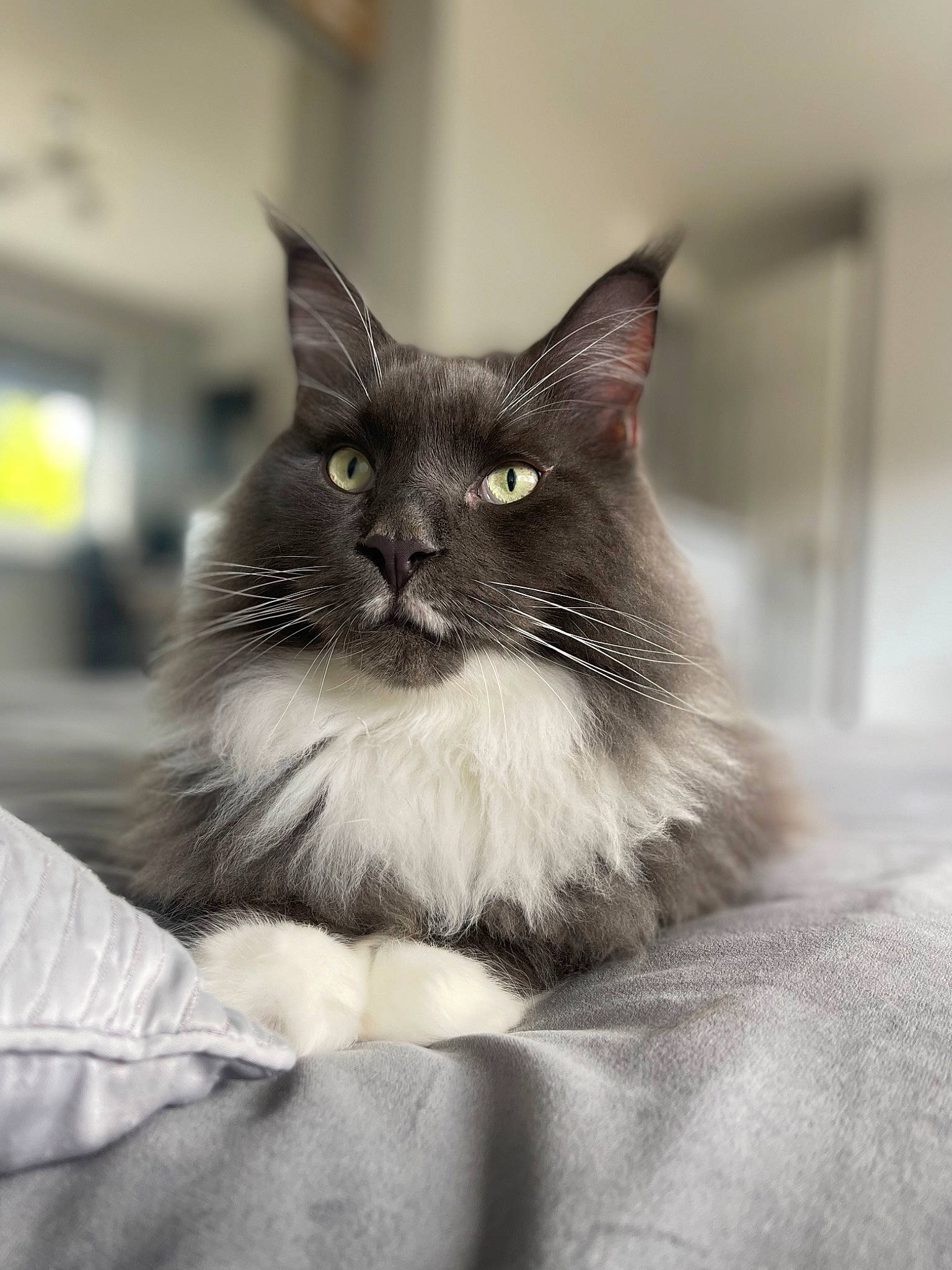 Aslan is registered to the contest to win money with this photo: birman, black_cat, carnivore, cat, claw, comfort, domestic_short_haired_cat, felidae, fur, grey, monochrome_photography, sitting, small_to_medium_sized_cats, snout, tail, whiskers