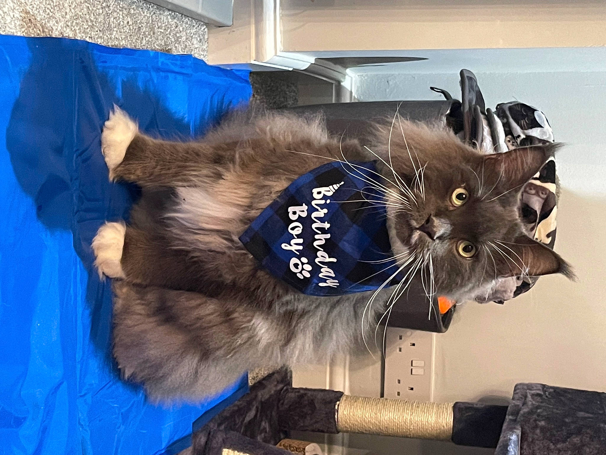 Aslan is registered to the contest to win money with this photo: cardboard, carnivore, cat, claw, collar, comfort, domestic_short_haired_cat, electric_blue, fashion_accessory, felidae, fur, natural_material, paw, pet_supply, small_to_medium_sized_cats, snout, tail, whiskers