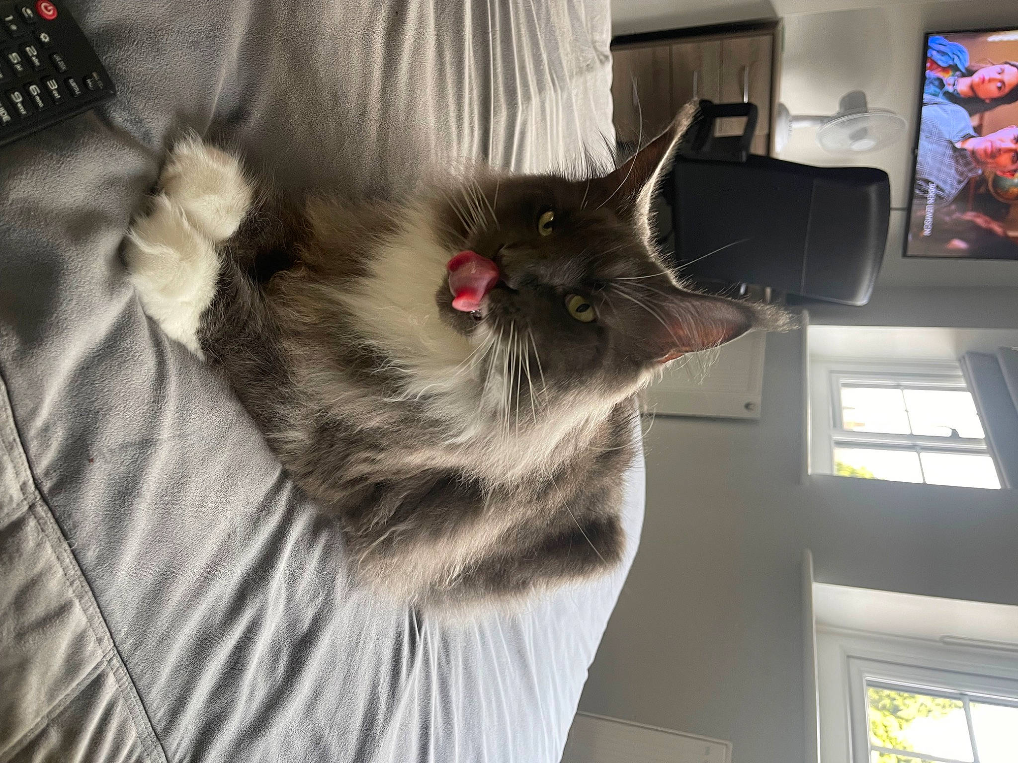 Aslan joined the competition — help win amazing prizes! british_longhair, canidae, carnivore, cat, claw, comfort, companion_dog, display_device, dog_breed, domestic_short_haired_cat, felidae, fur, grey, machine, paw, small_to_medium_sized_cats, sporting_group, tail, whiskers, window