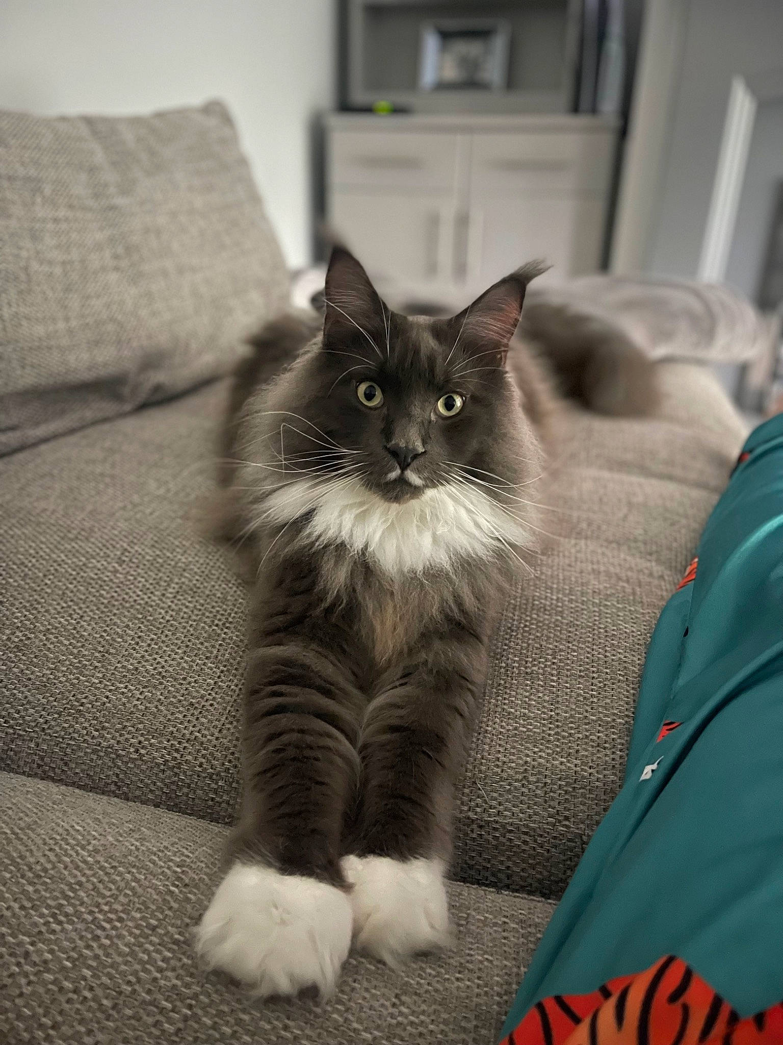 Aslan is registered to the contest to win money with this photo: black_cat, carnivore, cat, comfort, domestic_short_haired_cat, felidae, flooring, fur, grey, hardwood, monochrome_photography, paw, sitting, small_to_medium_sized_cats, snout, tail, textile, whiskers, window, wood