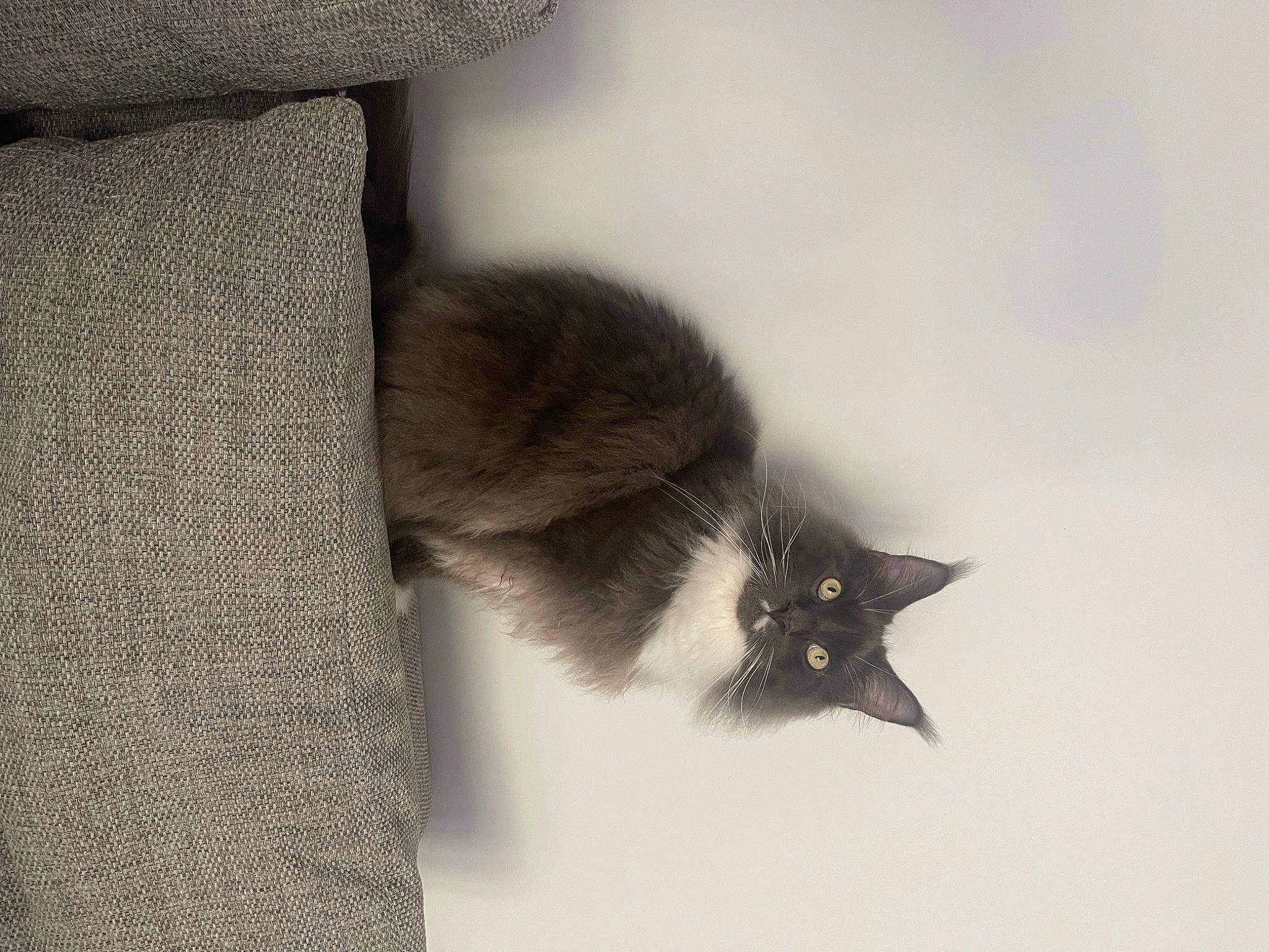 Aslan joined the competition — help win amazing prizes! black_cat, carnivore, cat, claw, domestic_short_haired_cat, felidae, flooring, fur, grey, monochrome_photography, paw, plant, small_to_medium_sized_cats, snout, tail, tree, whiskers, window, wood