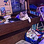 Babyboy joined the competition — help win amazing prizes! cat, drawer, clothes, room, shelf, household_items, water_bottle, bag, blanket, storage, indoor, pet, furniture, container, relaxed, domestic, miscellaneous, plastic, fabric, resting
