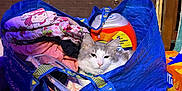 Babyboy is registered to the contest to win money with this photo: cat, blue_bag, laundry, clothes, household, indoor, pet, feline, resting, cozy, fabric, colorful, container, floor, domestic, stuffed_bag, relaxed, animal, soft, casual