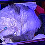Babyboy joined the competition — help win amazing prizes! cat, sleeping, fur, curled_up, collar, pet, indoor, cozy, purple_light, whiskers, pink_nose, tail, resting, animal, cute, feline, soft, domestic, quiet, relaxation
