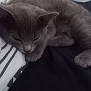 Rio participe au concours pour gagner de l'argent avec cette photo : cat, sleeping, gray_cat, pet, feline, cozy, blanket, indoor, resting, paw, fur, cute, animal, domestic_animal, closeup, quiet, relaxed, calm, nap, soft