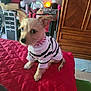 Foxie is registered to the contest to win money with this photo: dog, puppy, pet, animal, bed, blanket, quilt, clothing, collar, spiked_collar, striped_sweater, red, brown, wooden_furniture, indoor, room, furniture, cute, small_dog, alert