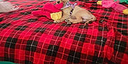 Foxie is registered to the contest to win money with this photo: puppy, dog, toy, bed, blanket, plush_toy, indoor, room, sink, storage_drawers, paper_towels, floor, carpet, pet, cute, small_dog, lying_down, fur, collar, domestic