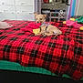 puppy, dog, toy, bed, blanket, plush_toy, indoor, room, sink, storage_drawers, paper_towels, floor, carpet, pet, cute, small_dog, lying_down, fur, collar, domestic