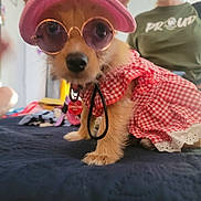 Foxie is registered to the contest to win money with this photo: dog, pet, clothing, hat, sunglasses, dress, indoor, bed, person, glasses, smile, cute, small_dog, fashion, accessory, animal, fur, collar, portrait, casual