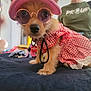 dog, pet, clothing, hat, sunglasses, dress, indoor, bed, person, glasses, smile, cute, small_dog, fashion, accessory, animal, fur, collar, portrait, casual