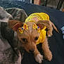 Foxie is registered to the contest to win money with this photo: dog, puppy, yellow_hoodie, bows, ears, blanket, bed, indoor, cute, pet, fur, small_dog, resting, cozy, looking, animal, domestic_animal, soft_texture, comfortable, casual