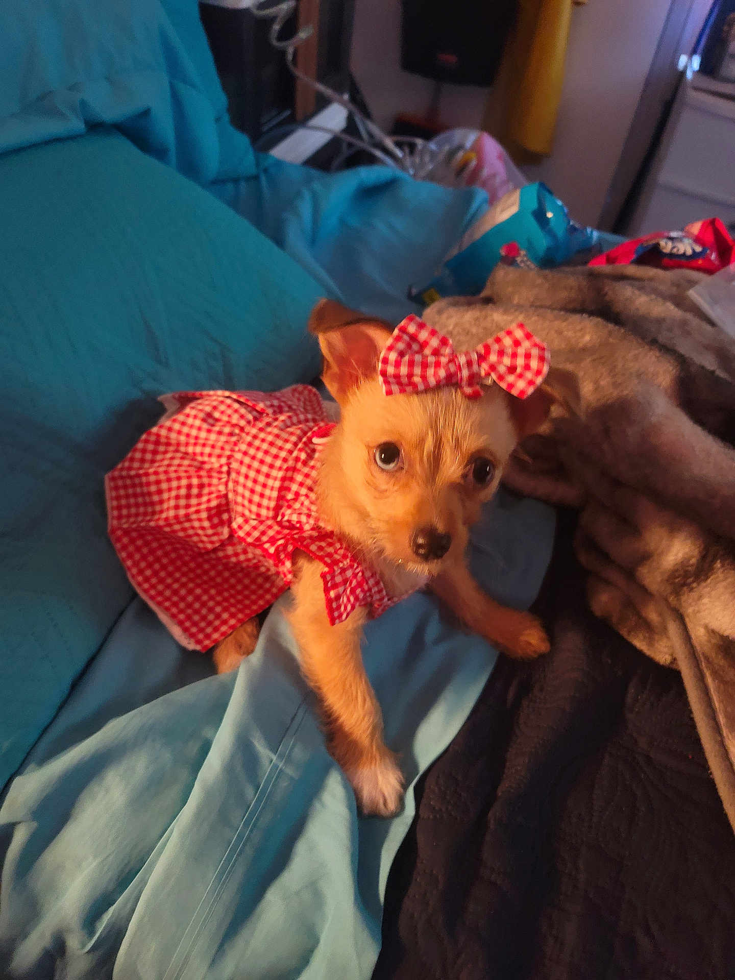 Foxie is registered to the contest to win money with this photo: dog, puppy, dress, bow, pet, cute, small_dog, blanket, indoor, bed, fabric, snacks, fur, animal, looking_up, cozy, red_checkered, blue_blanket, soft_toys, comfortable