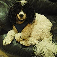 Domino is registered to the contest to win money with this photo: dog, curly_fur, black_and_white, pet, lying_down, couch, leather, indoor, animal, canine, relaxed, fur, tail, companion, domestic_animal, resting, cute, friendly, household, cozy