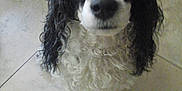 Domino is registered to the contest to win money with this photo: dog, curly_hair, black_and_white, pet, floor, tile, looking_up, indoors, cute, animal, mammal, companion, friendly, fur, canine, domestic_animal, portrait, curious, whiskers, closeup