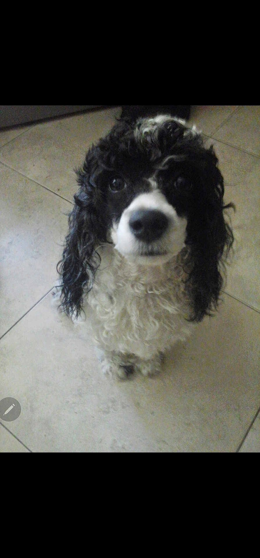 Domino