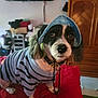 Domino joined the competition — help win amazing prizes! dog, pet, clothing, hat, striped_sweater, indoor, furniture, red_quilt, wooden_cabinet, cozy, canine, domestic_animal, portrait, cute, looking_away, living_room, decor, collar, animal_portrait, soft_lighting