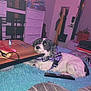 Domino joined the competition — help win amazing prizes! dog, pet, indoor, carpet, table, remote_control, harness, furniture, door, lamp, drawer, coat, bag, blanket, wood, plastic, household_items, resting, curious, floor