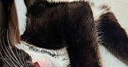 Lil Beans is registered to the contest to win money with this photo: animal, black_and_white, blanket, cat, close_up, cozy, cute, expression, face, feline, fur, indoor, lying_down, paw, pet, playful, stretching, teeth, whiskers, yellow_eye