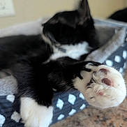Lil Beans is registered to the contest to win money with this photo: cat, black_and_white, paw, paw_pads, sleeping, resting, pet_bed, cozy, feline, fur, close_up, indoor, relaxation, animal, domestic_cat, soft, cute, whiskers, claws, blurred_background