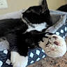 cat, black_and_white, paw, paw_pads, sleeping, resting, pet_bed, cozy, feline, fur, close_up, indoor, relaxation, animal, domestic_cat, soft, cute, whiskers, claws, blurred_background