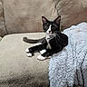 cat, black_and_white, couch, blanket, indoor, pet, feline, relaxed, fur, whiskers, paws, face, alert, domestic_animal, cozy, furniture, tail, resting, young_cat, curious
