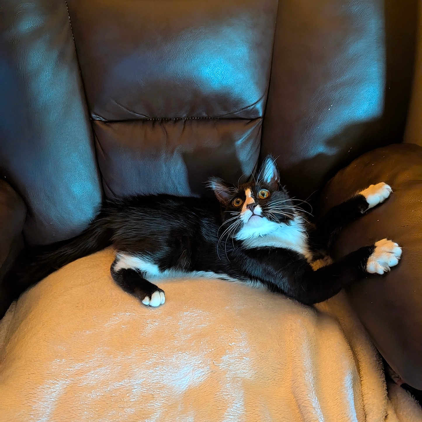 Lil Beans is registered to the contest to win money with this photo: cat, tuxedo_cat, black_and_white, wide_eyes, alert, indoor, chair, leather, blanket, pet, animal, feline, whiskers, paws, relaxed, couch, fur, cute, domestic_cat, resting